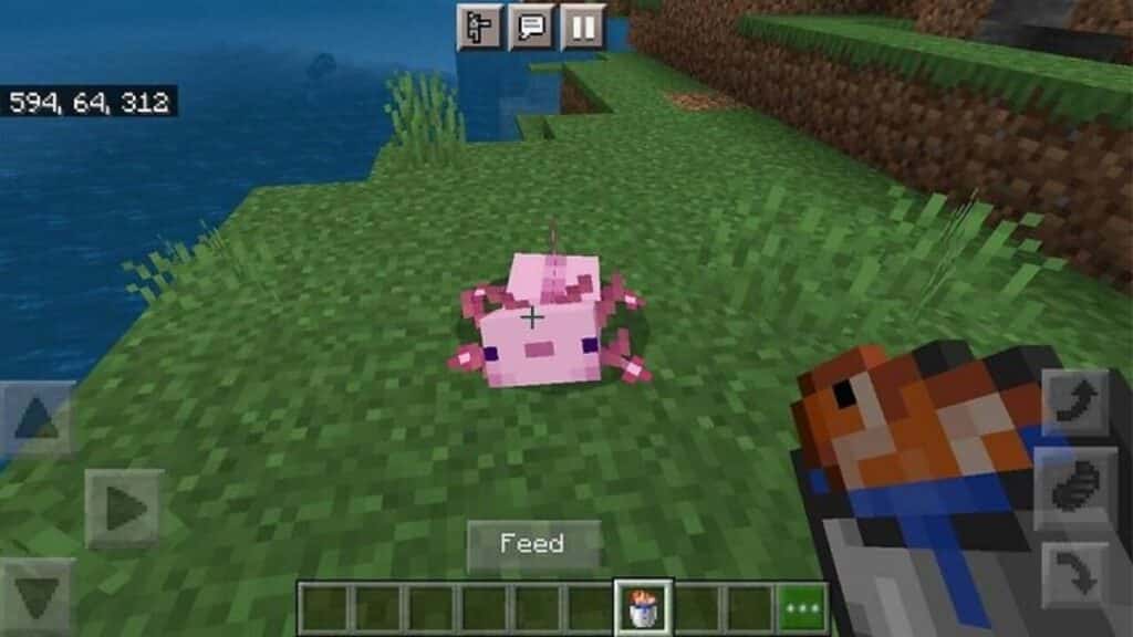 Ajolote alimentado con peces Minecraft