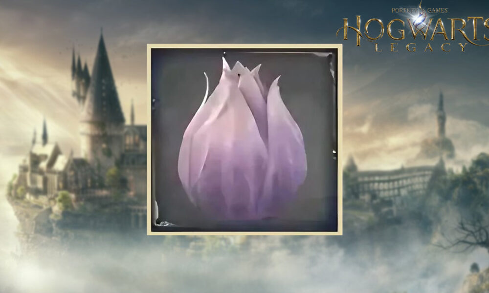 Shrivelfig Fruit in Hogwarts Legacy